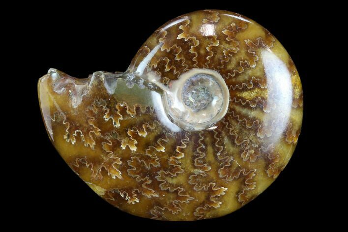 Polished, Agatized Ammonite (Cleoniceras) - Madagascar #117407